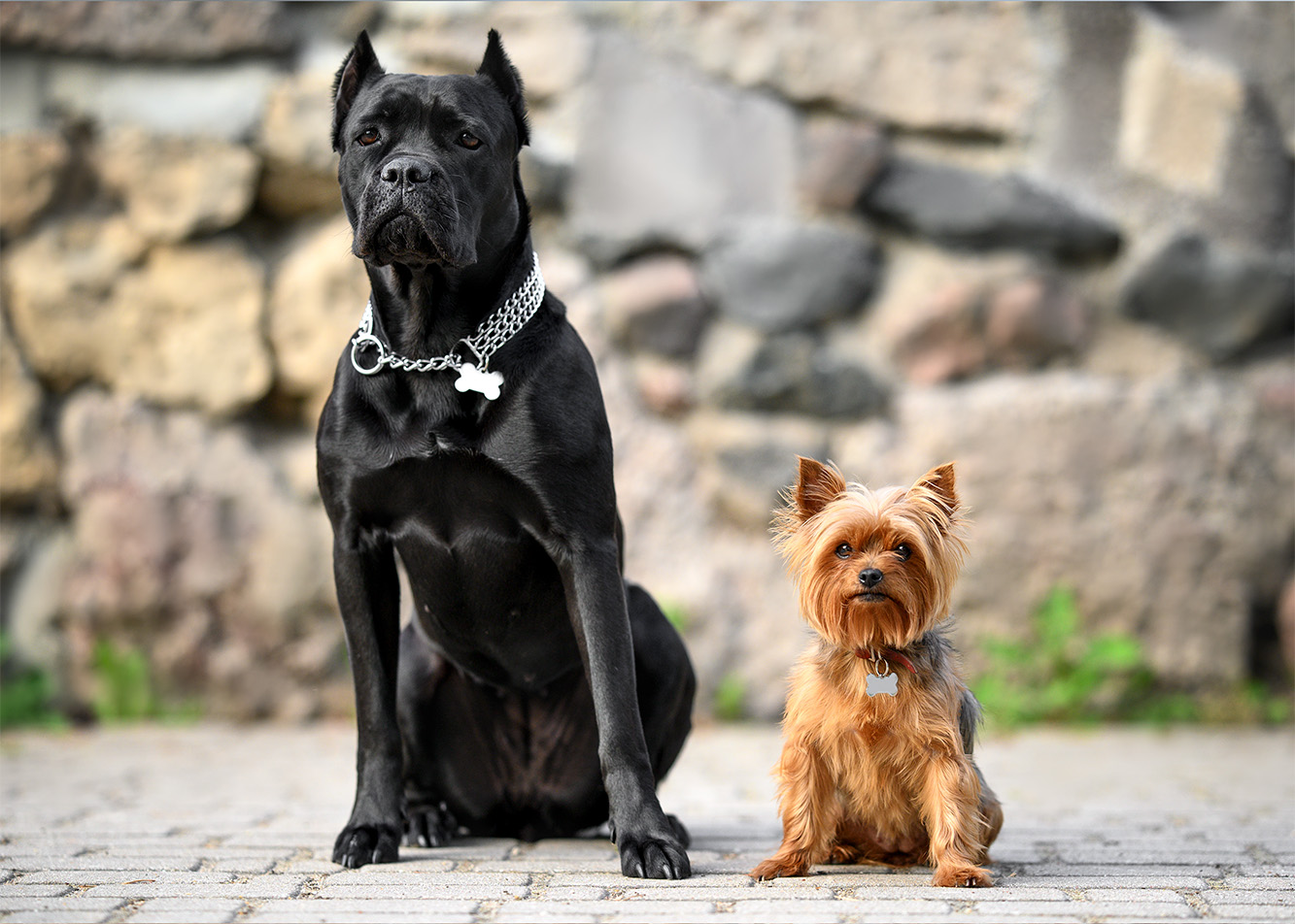 Najlepsze rasy psów do małego mieszkania – jak dokonać właściwego wyboru?