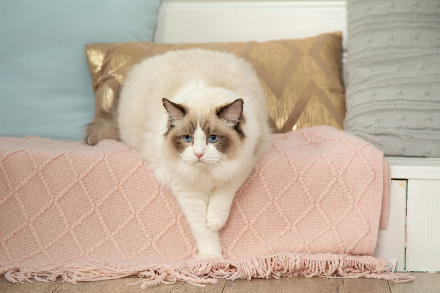 Ragdoll – charakter, zdrowie, żywienie i pielęgnacja kota