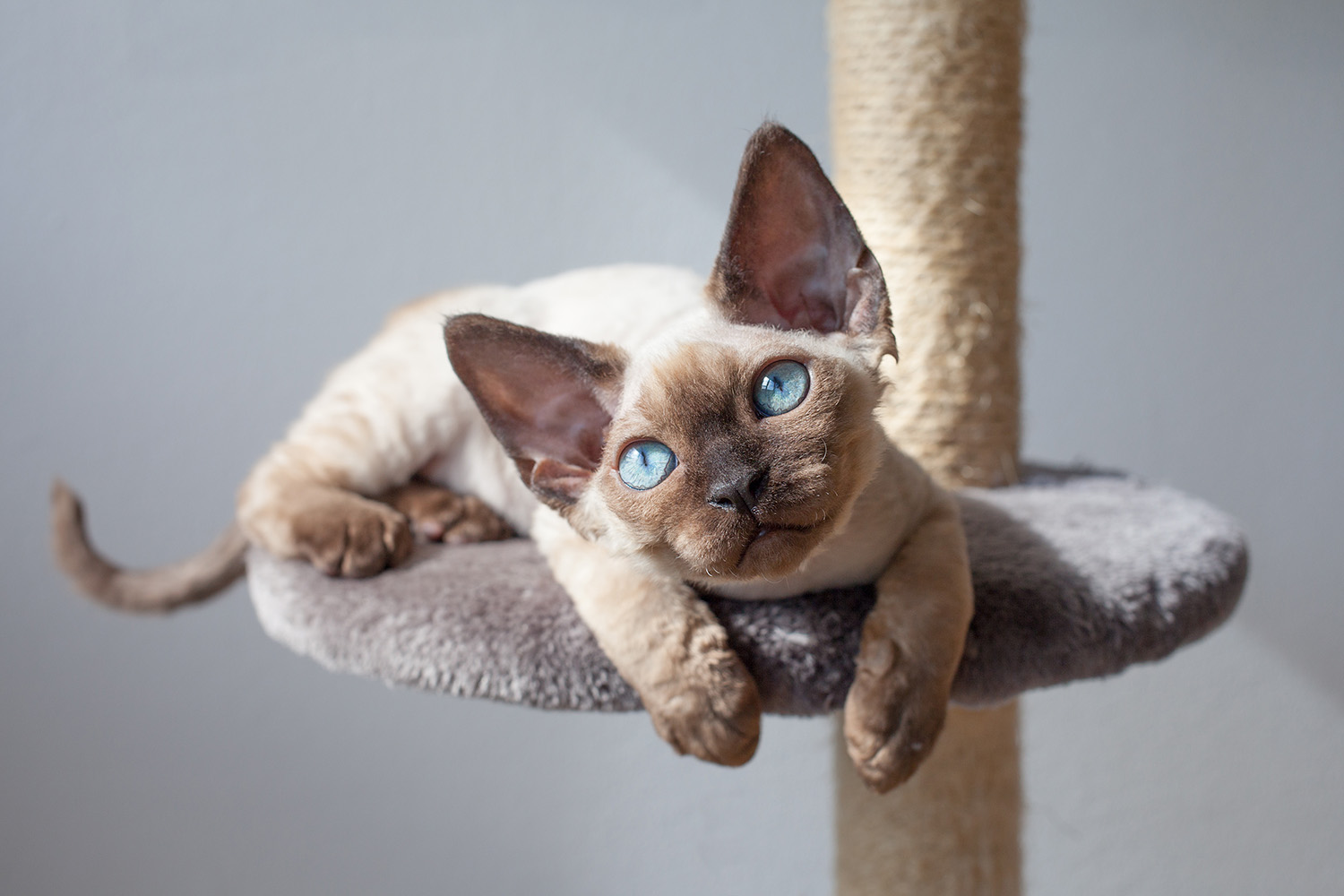 Devon Rex – energiczny „elf” o falowanej sierści. Charakter, zdrowie, żywienie i pielęgnacja